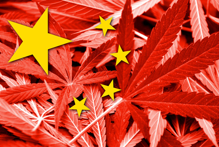 Inside a Chinese Run Illegal Cannabis Farm – The Human Cost of Marijuana Prohibition