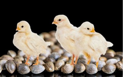 Hemp Seeds for Chicken Feed? – Do You Like Fried Chicken or Chickens Who Are Fried?
