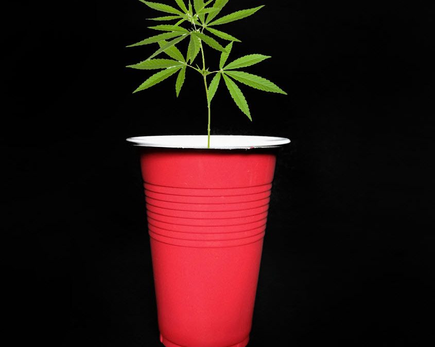 The Solo Cup Grow-lympics – A New Cannabis Grower Challenge Anyone Can Do!