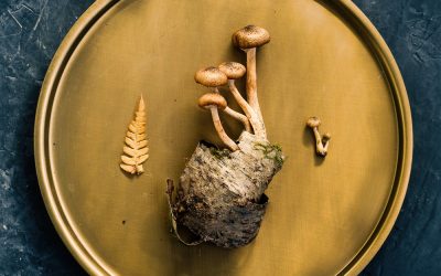 I Ate Magic Mushrooms and Nothing Else for 10 Straight Days – Finding My Soul and Eternal Love
