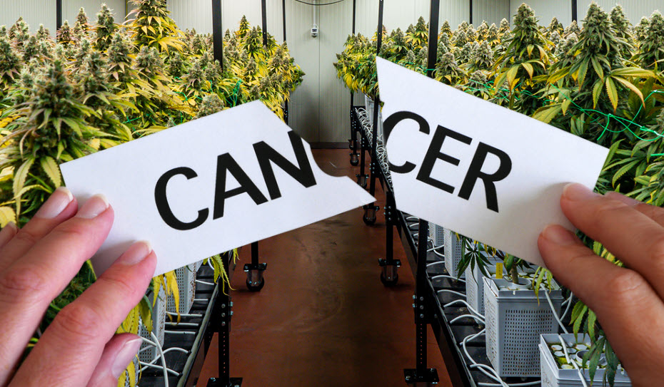 Does Hemp Have Cancer-Fighting Properties? – New Study Shows More Therapeutic Value in Hemp Than We Thought