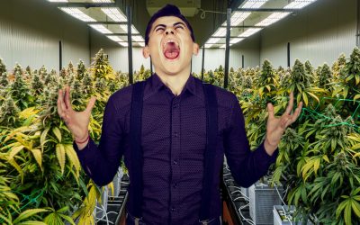 Don’t Be Desperate for Cannabis Legalization – How Politicians are Pulling Your Emotional Heart Strings to Get a Vote