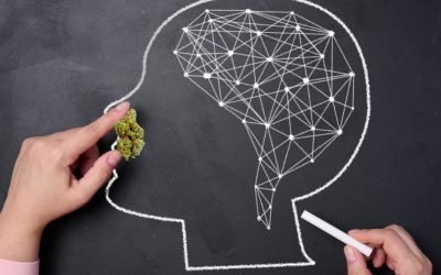 Cannabis Has No Significant Impact on Working Memory or Cognitive Function Finds New Medical Study
