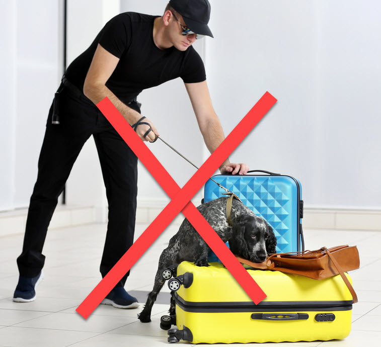 Safe to Fly with Marijuana Now? -The DEA is Banned from Random Airport Bag Searches after DOJ Ruling