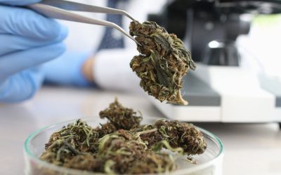 How Do You Stop Lab-Shopping for the Highest THC Results? – Mass Orders Testing at a Single, Licensed Lab Only!