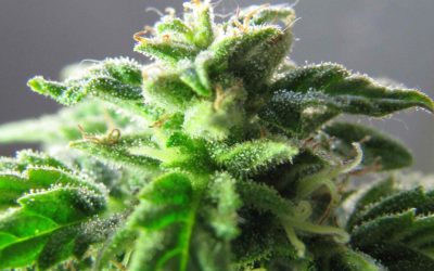 Shiva Skunk: One of the World’s Most Potent Indica Strains