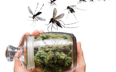 Spray CBD to Control Mosquitoes Instead of Pesticides? – CBD Found Effective in Killing Mosquito Larvae