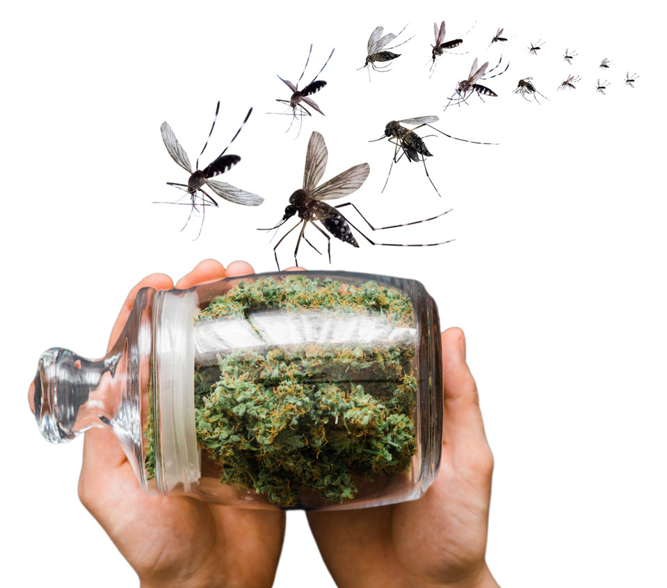 Spray CBD to Control Mosquitoes Instead of Pesticides? – CBD Found Effective in Killing Mosquito Larvae