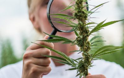 Is There Any Green Left in the Green Rush? – The 5 Highest Paying Jobs in the Cannabis Industry Right Now