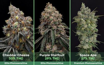 Revolutionizing Cannabis Cultivation: Phylos F1 Hybrid Seeds