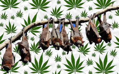 Stop Using Bat Poop to Fertilize Your Weed Plants Immediately, Here is Why…