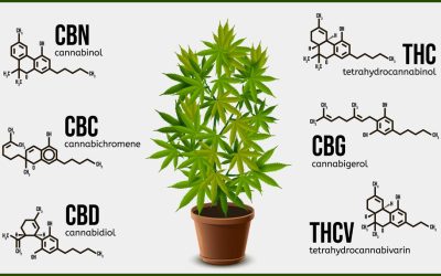 CBG for Cancer and Pain? This Cannabinoid Might Just Be the Next Big Thing in Cannabis