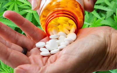 Daily Cannabis Use Can Help People Get Off Opioids (STUDY)