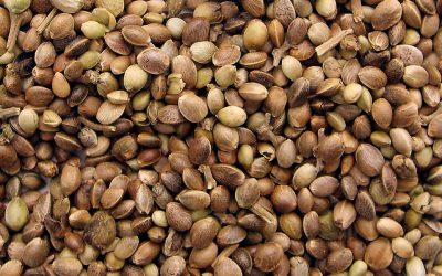 Legal and Ethical Considerations in Cannabis Seed Trade