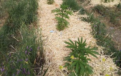 How a Cold Spring Stunted Cannabis Seedlings