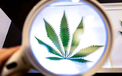 How Smokers Use Certain Strains to Boost Their Focus