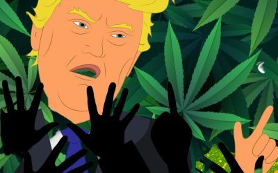 Does Decriminalizing Cannabis Lead to Disorder and Poor Conduct? – Trump Says Yes for Washington DC Area!
