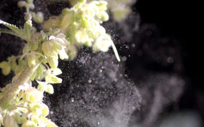 How to Tell if Your Cannabis Plant Is Male or Female