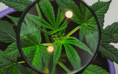 The Great Cannabis Genetics Collapse: How Modern Markets are Killing Plant Diversity