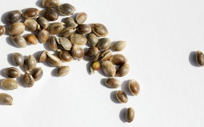 Mavericks Genetics Cannabis Seeds Review: Top U.S. Seed Bank?