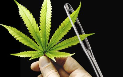 The Greatest Loophole in Drug Law History – Why Politicians Want to Re-Criminalize What People Actually Want