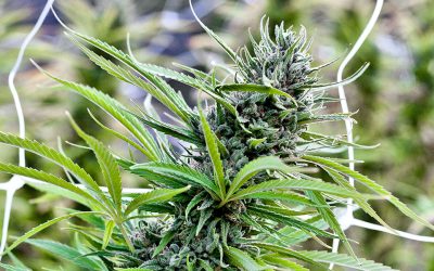 How to Grow Blue Dream at Home
