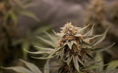 Tiny Space, Huge Harvest: Maximize Cannabis Growth Anywhere