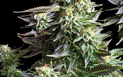 Vanished in the Haze: The Story of Haze Strains
