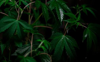 How Does Czechia’s Proposed Cannabis Legalization Compare To Other National Models?
