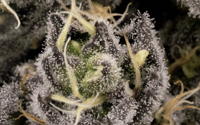 Trichome Israel: Inside Job