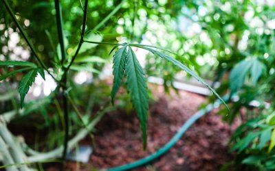 Becoming a Marijuana Farmer