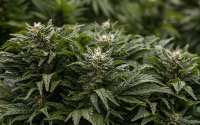 7 Diseases That Can Be Treated with Medical Marijuana