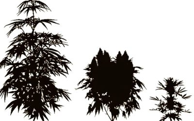 Species of Cannabis: Ruderalis and Hybrids