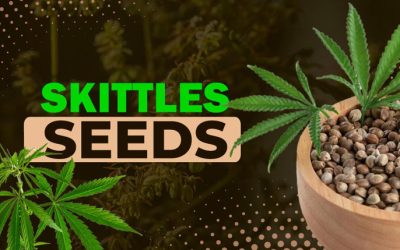 Skittles (Zkittlez) Seeds Info 2025: Origin, Cultivation, & Effects