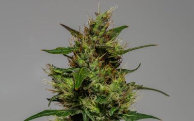 What is Delta-9 THC?