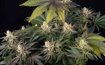 Barney’s Farm x Doja Exclusive: A Global Powerhouse in Cannabis Genetics