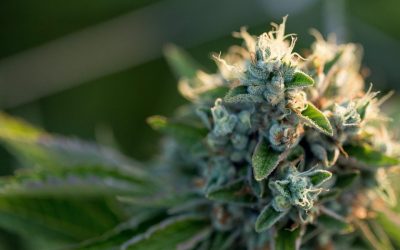 The Cannabis Now Guide to Buying Clean Cannabis