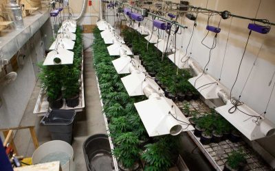 What’s pH? Understanding and Measuring pH in Your Grow Room