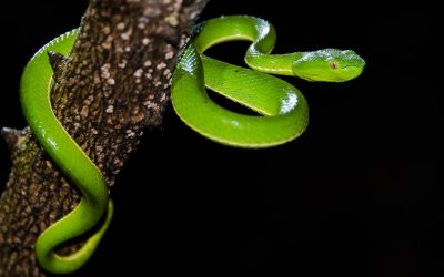 Marijuana Might Be Beneficial in Combating Phobias