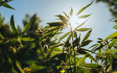 Cannabis Is Legal! Seriously