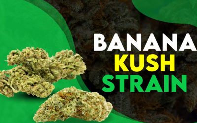 Banana Kush Strain Information: Flavor, Aroma, and Benefits