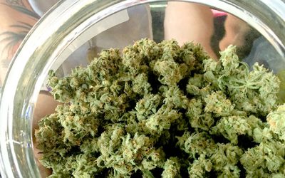 Don’t Knock a Strong Cannabis Tolerance, It Could Help You Heal
