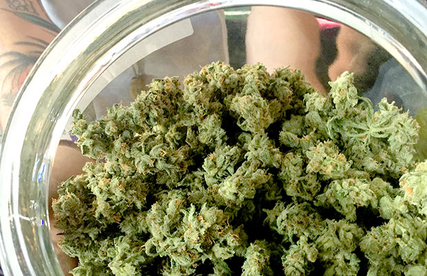 Don’t Knock a Strong Cannabis Tolerance, It Could Help You Heal