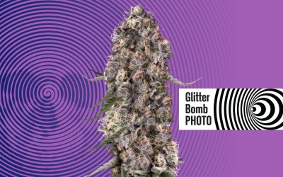 From Landraces to Lab Legends: The Evolution of Cannabis Seeds
