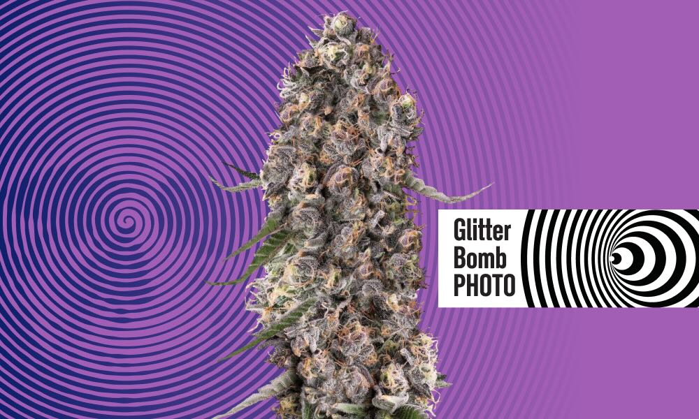 From Landraces to Lab Legends: The Evolution of Cannabis Seeds