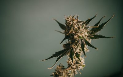 Your Home Grow Journey Starts With I Love Growing Marijuana