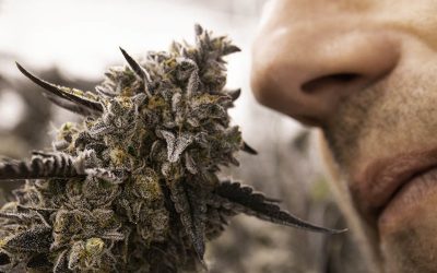 How to Blind Test Cannabis for an Elevated Experience