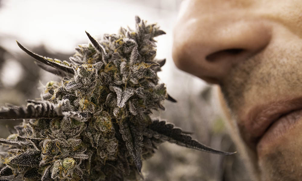 How to Blind Test Cannabis for an Elevated Experience