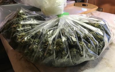 After Harvest: From Drying to Selling Cannabis