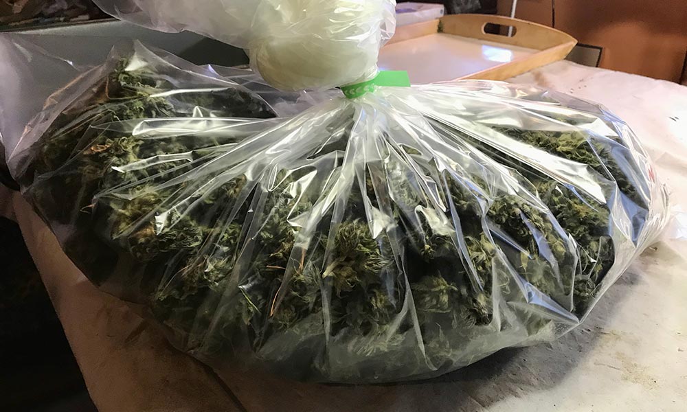 After Harvest: From Drying to Selling Cannabis